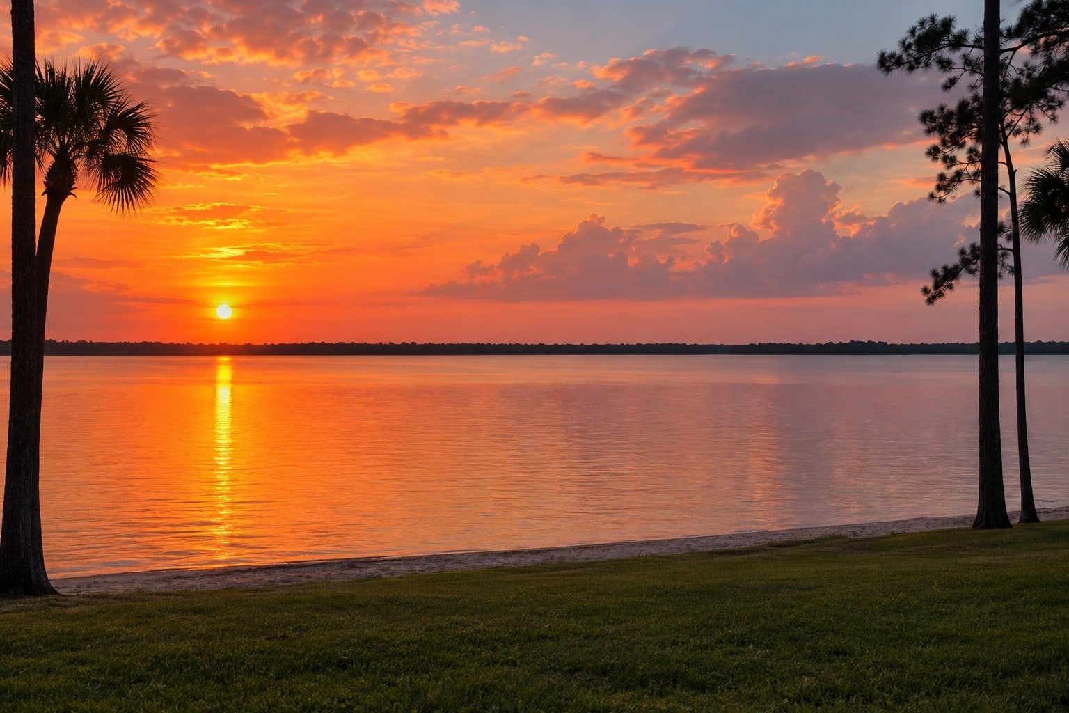 A very large calm lake at sunset under an orange sky, a low sun above a flat far shoreline, a palm at the left edge and tall pines at the right